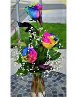 3 roses size,  inches height and  inches wide.