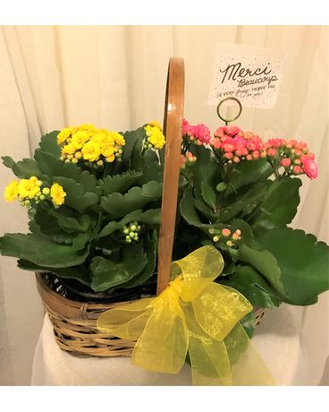 Kalanchoe duo Flower Arrangement