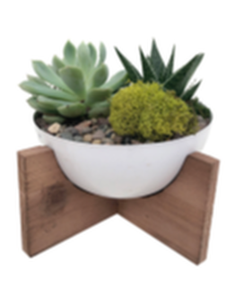 Cove Succulent garden on stand Flower Arrangement