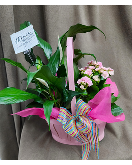 Blooming Plant Duo Flower Arrangement