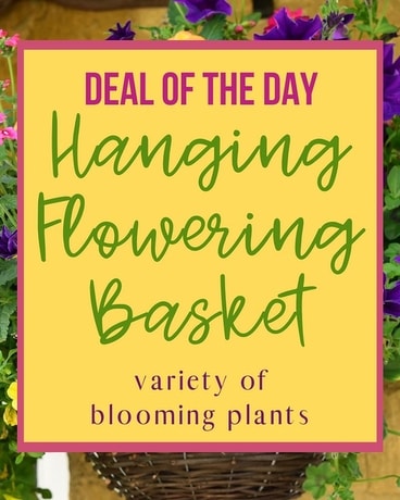 Deal of the Day - Flowering Hanging Basket Plant