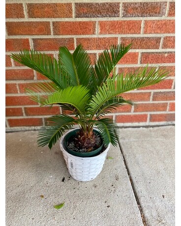King Sago Palm Custom product