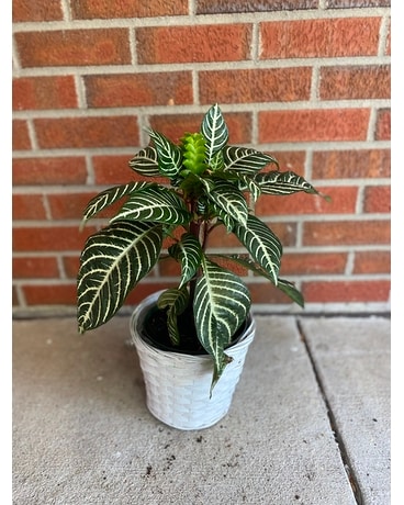 Zebra Plant Custom product