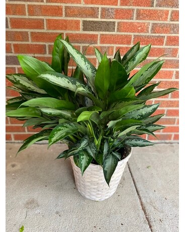 Chinese Evergreen Custom product