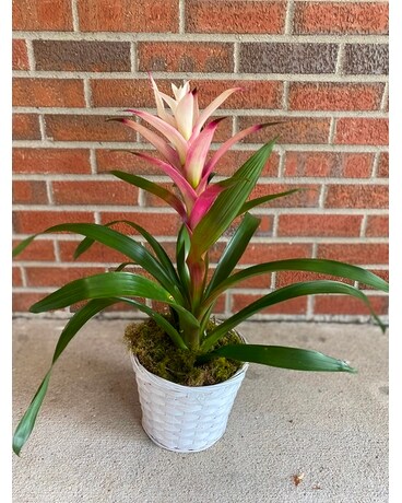 Bromeliad Plant