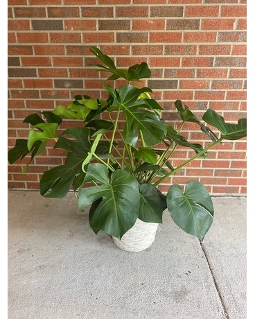 Monstera Flower Arrangement