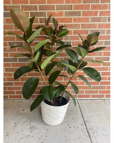 Rubber Plant Flower Arrangement