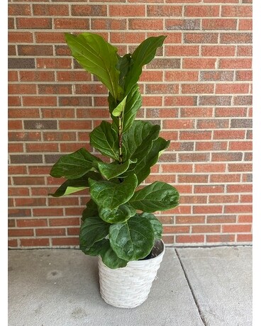 Fiddle-Leaf Fig Flower Arrangement