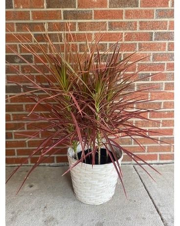 Dracaena Marginata Plant Flower Arrangement
