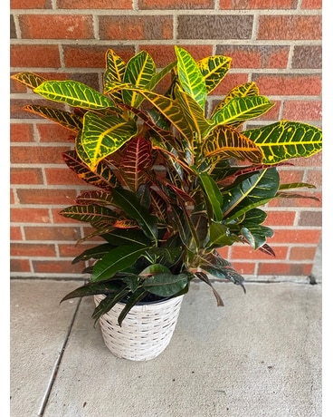 Croton Custom product