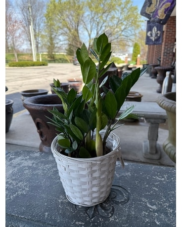 ZZ Plant Custom product