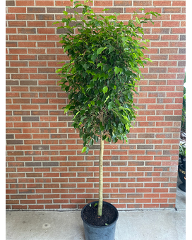 Ficus Custom product