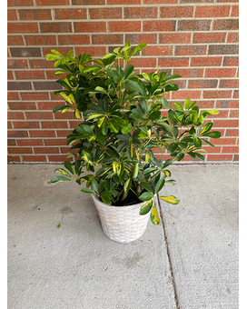 Hawaiian Schefflera (Variegated) Custom product