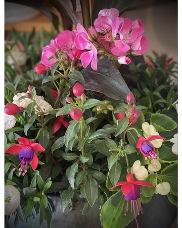 Outdoor Planters Plant