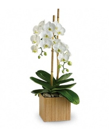 Teleflora's Opulent Orchids Flower Arrangement