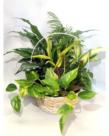 Wicker Basket Planter Plant