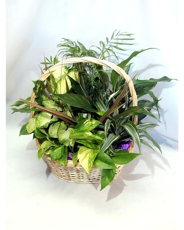 Wicker Basket Planter Plant
