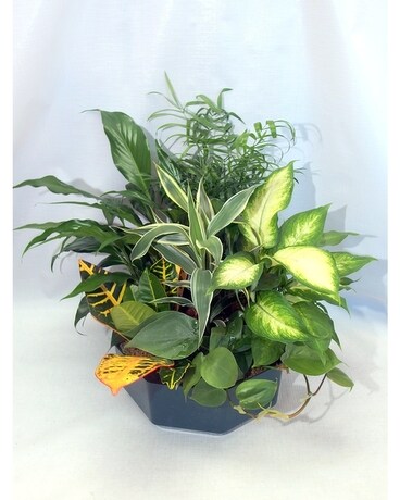 Dish Garden Planter Flower Arrangement