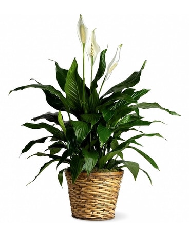 Peace Lily in a Wicker Basket Dish Garden Plant