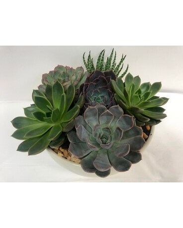 Succulent Garden Flower Arrangement