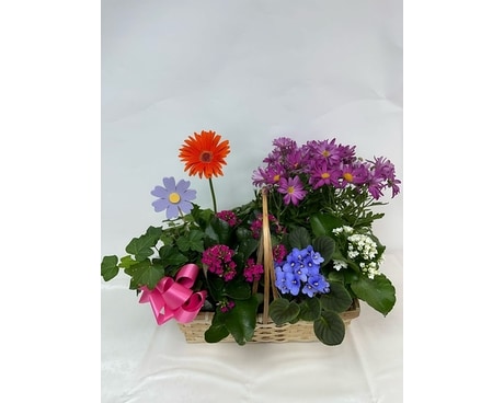 Spring Blooming Plant Basket Flower Arrangement