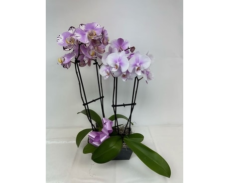 Spring Phalaenopsis Orchid Plan Flower Arrangement