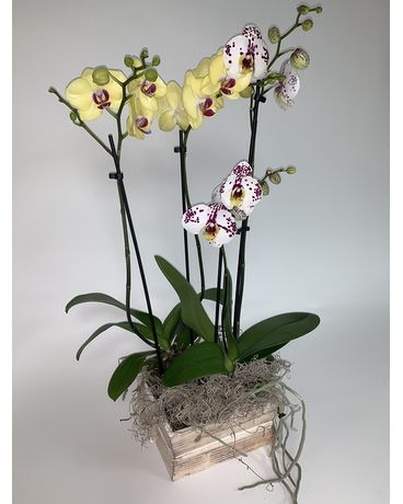 F6135 Flower Arrangement