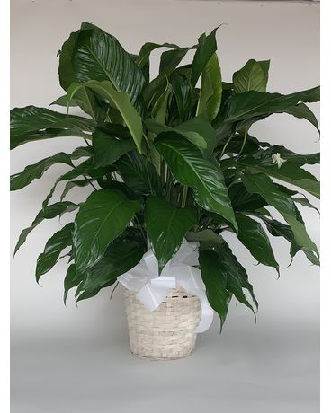 F6120 Flower Arrangement