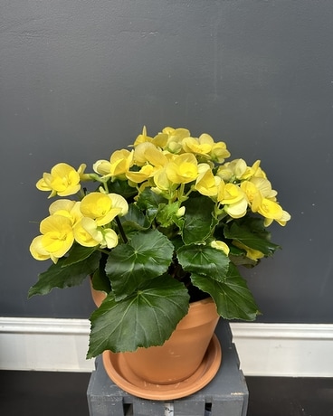 Reiger Begonias In Clay Pot With Saucer Flower Arrangement