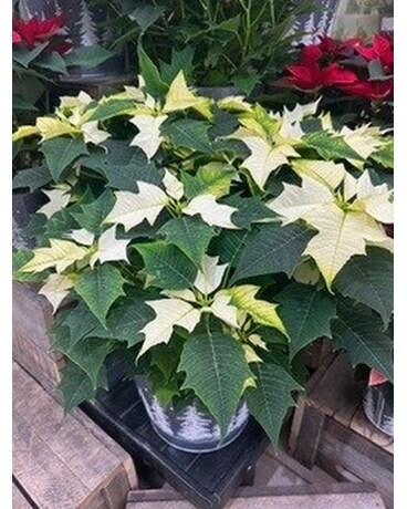 8 inch pot white poinsettia in deco pot Flower Arrangement