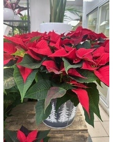 8 inch pot red poinsettia in deco pot Flower Arrangement