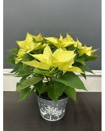 6inch pot white poinsettias in deco pot Flower Arrangement