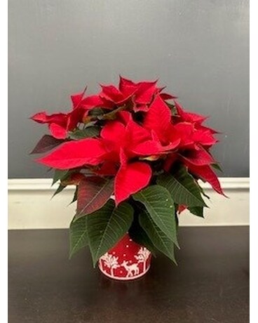 6inch Red Poinsettia in deco pot Flower Arrangement
