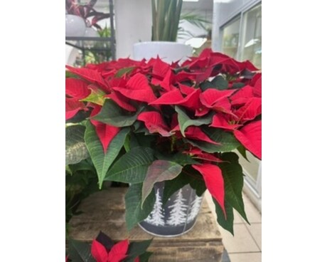 10 Inch Pot Red Poinsettia in Deco Pot Flower Arrangement
