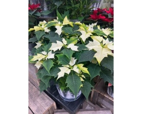 10 Inch Pot White Poinsettia in Deco Pot Flower Arrangement