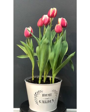 6inch potted tulips in a deco pot Flower Arrangement