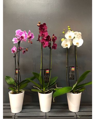 DOUBLE stem orchids in ceramic pot Flower Arrangement