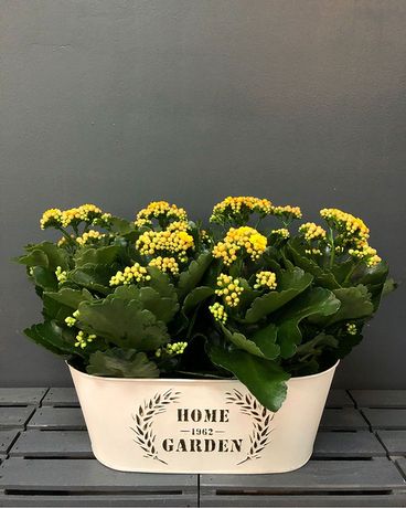 2 Pots of 6 inch Calandiva Gift Set Flower Arrangement