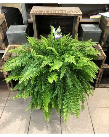 Nephrolepis Fern Flower Arrangement