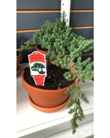 Bonsai Juniper in 4 inch clay pot Flower Arrangement