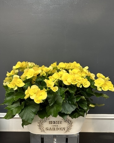 2 Reiger Begonias in Deco Pot as Shown Flower Arrangement