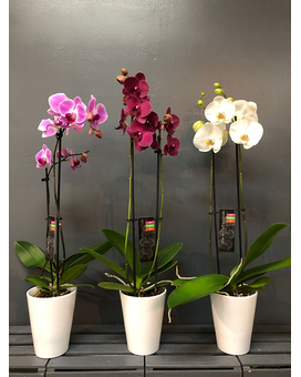 DOUBLE stem orchids in ceramic pot Flower Arrangement