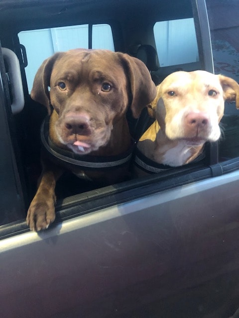 Drive thru customers waiting for doggie treat