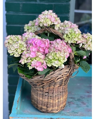 即購入ok hydrangea 様 sku12872090.jpg