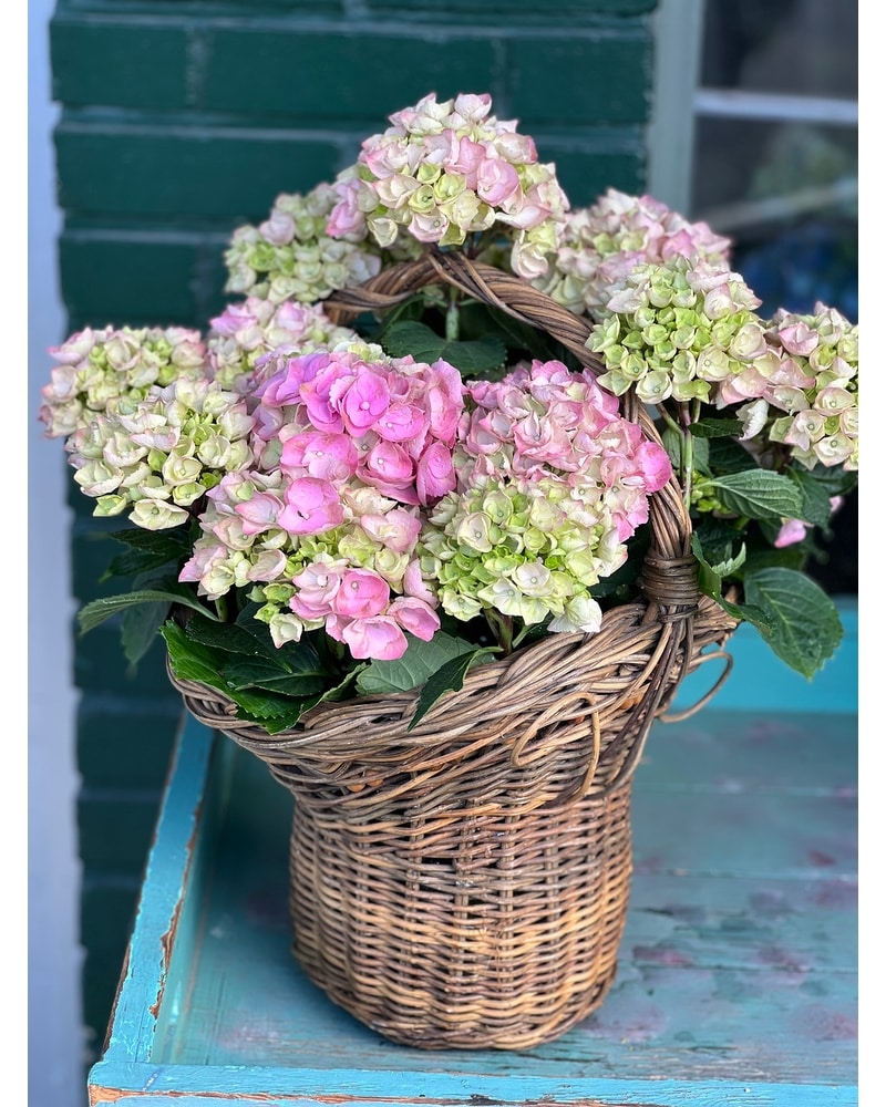 Hydrangea Basket in Burlington WA - Melody's Flowers