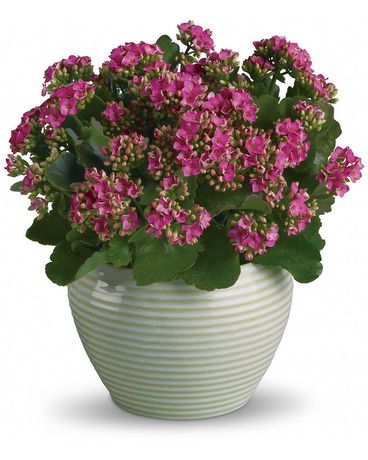 Bountiful Kalanchoe Flower Arrangement