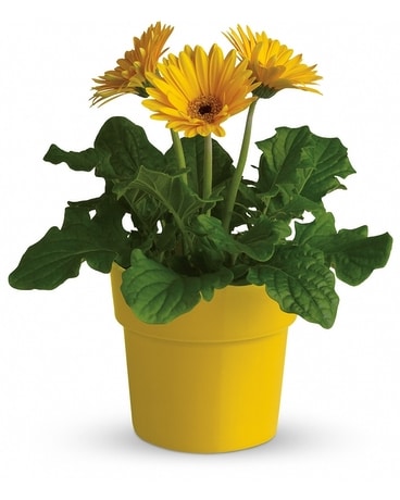 Rainbow Rays Potted Gerbera - Yellow Plant