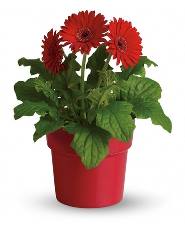 Rainbow Rays Potted Gerbera - Red Plant