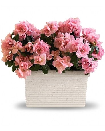 Sweet Azalea Delight Plant