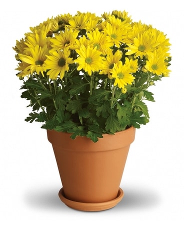 Sweet as a Daisy Plant